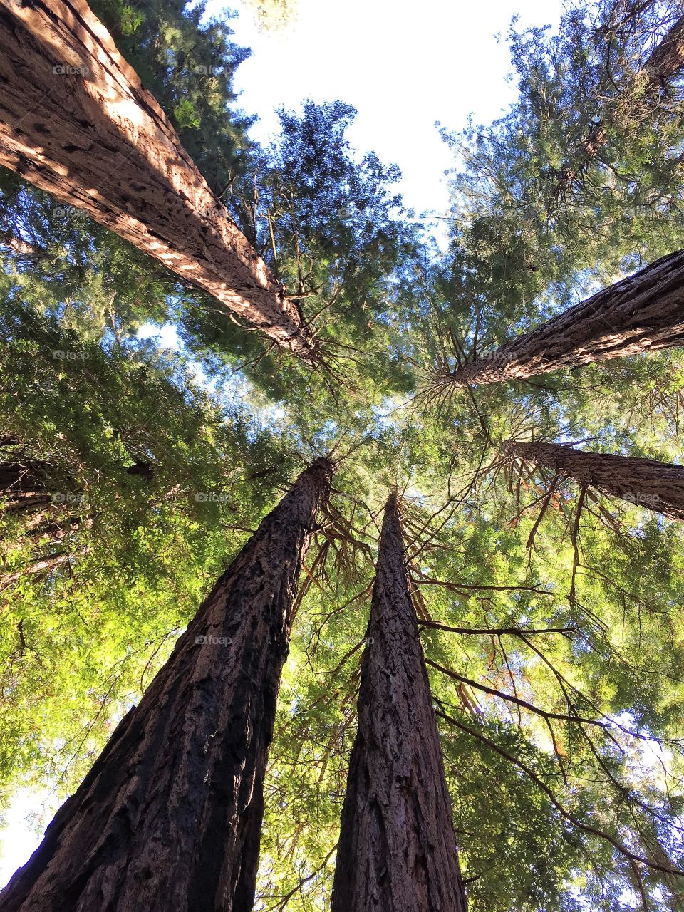 Redwoods . Redwoods