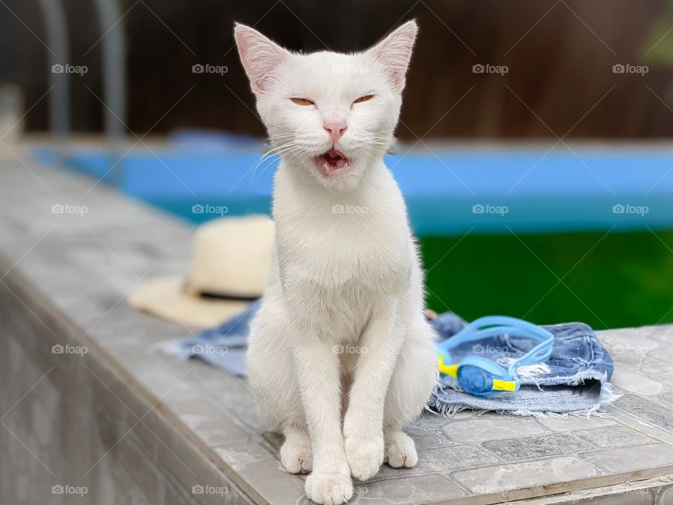 funny cat