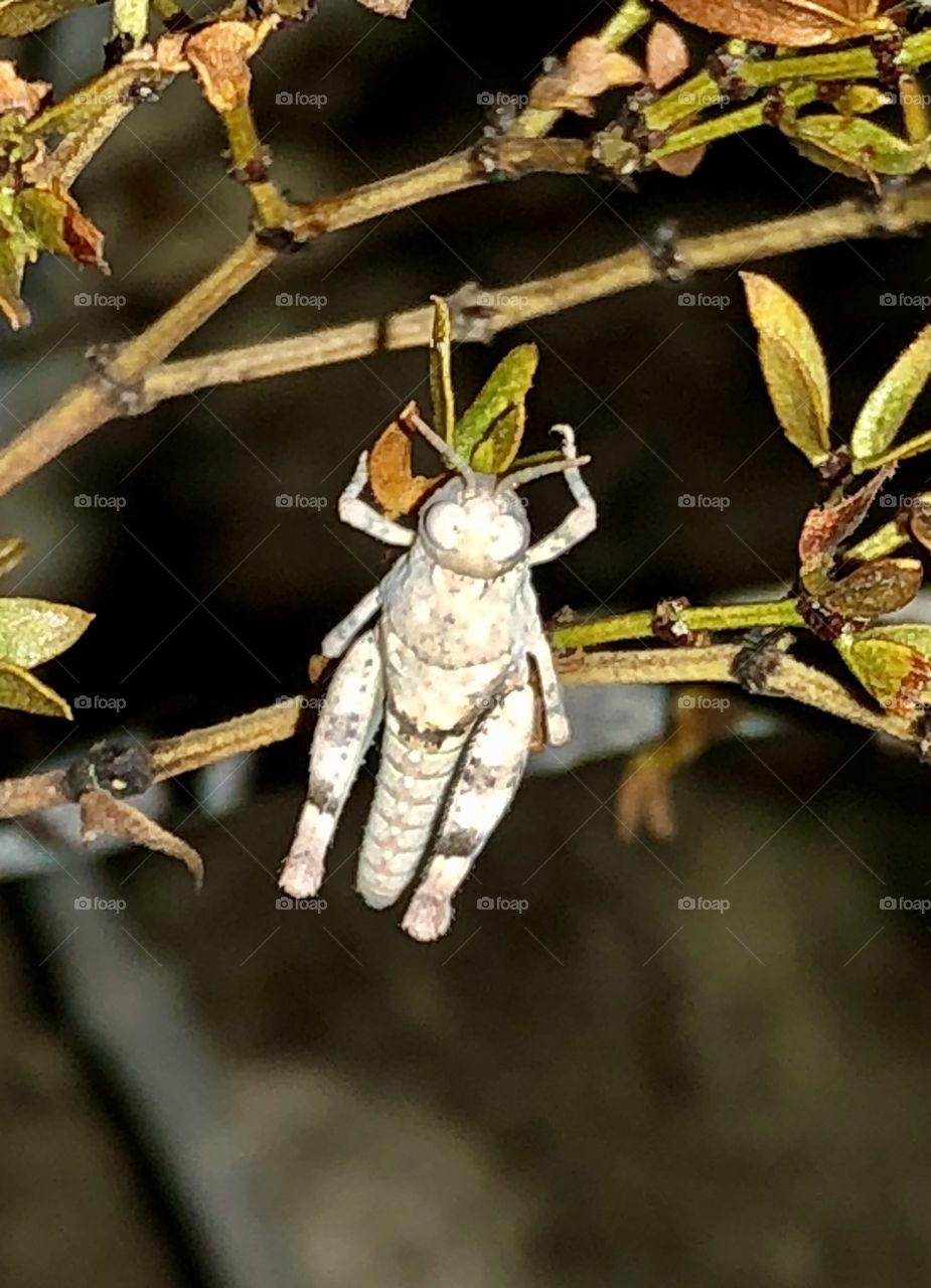 Immature grasshopper on a cresolate bush