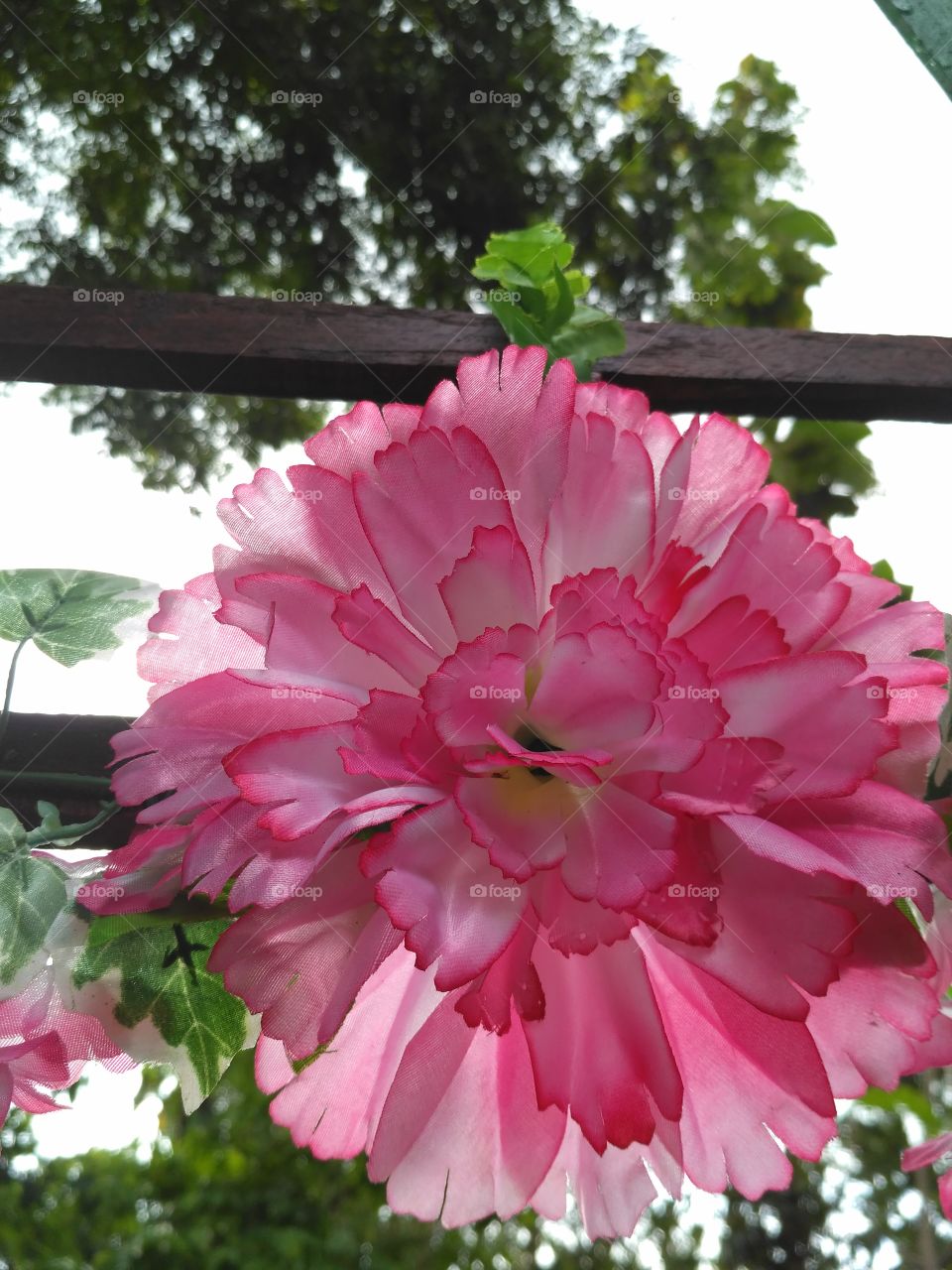the beautiful flower