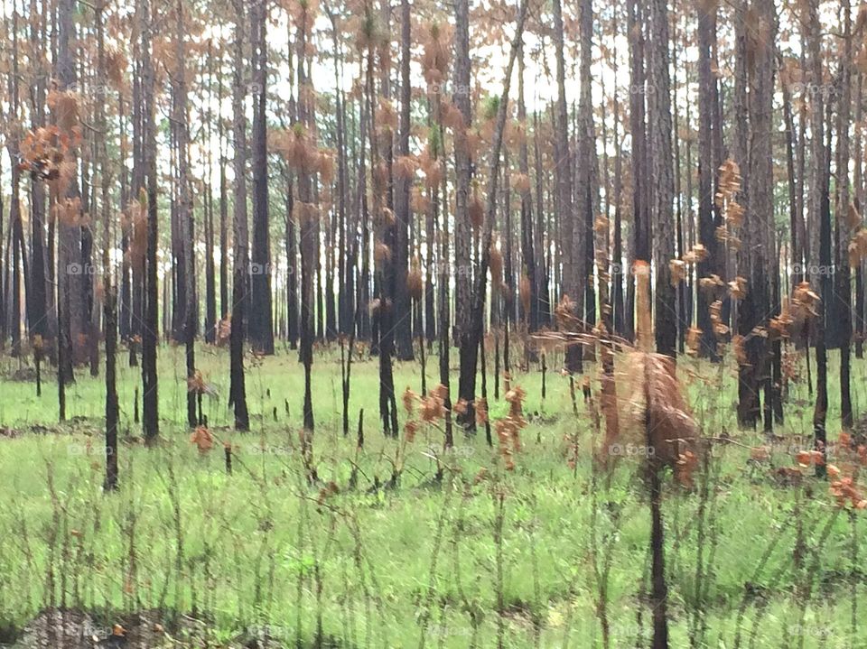 Tates hell forest, Apalachicola,Fl