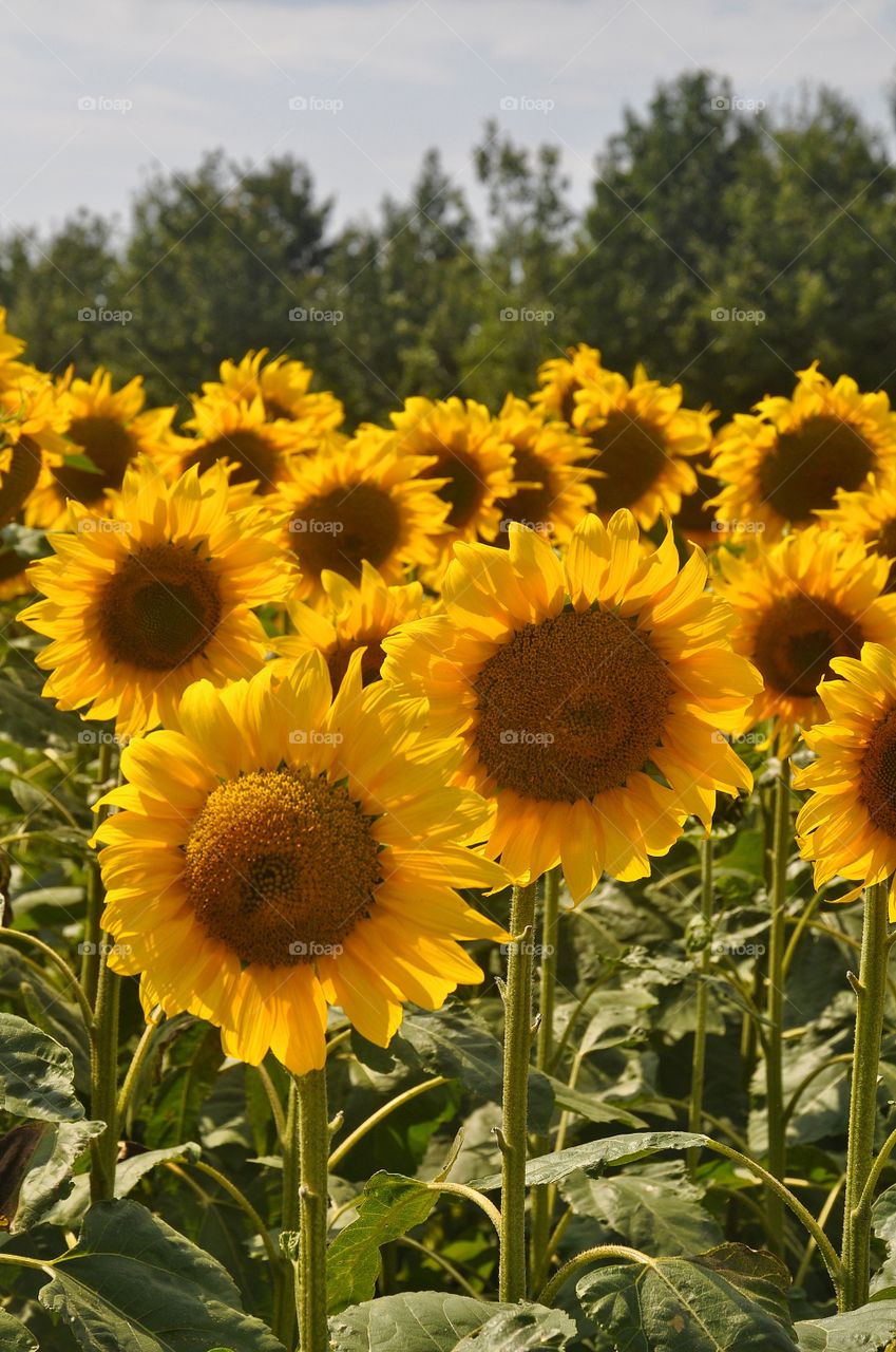 sunflowers in the fields of ukraine