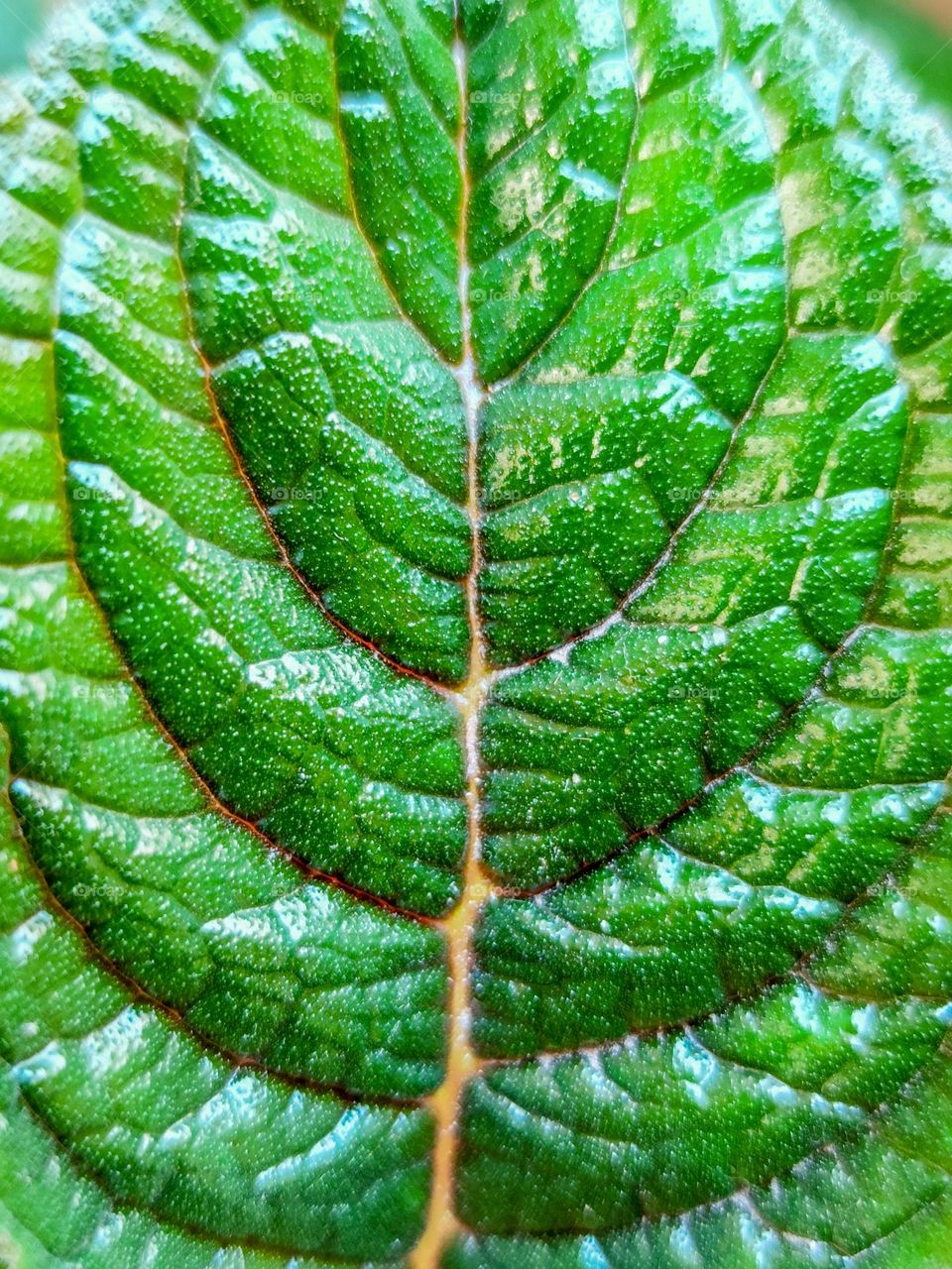 green leaf texture. background texture green leaf structure macro photography.
