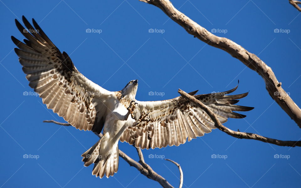 western osprey landing in a tree at a wetlands at sunrise