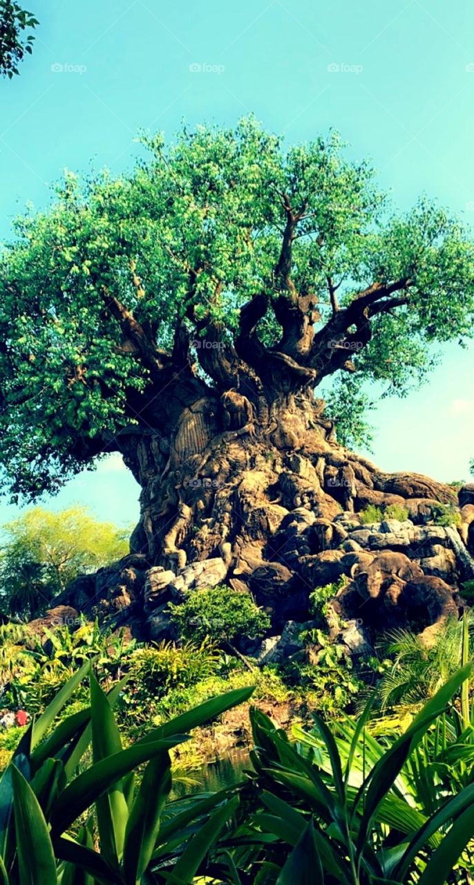 Tree of Life