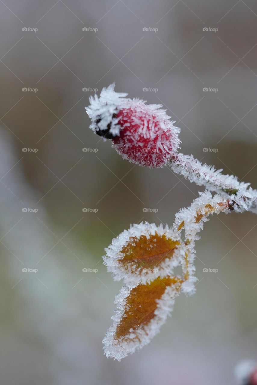 Ice crystals on rose hip