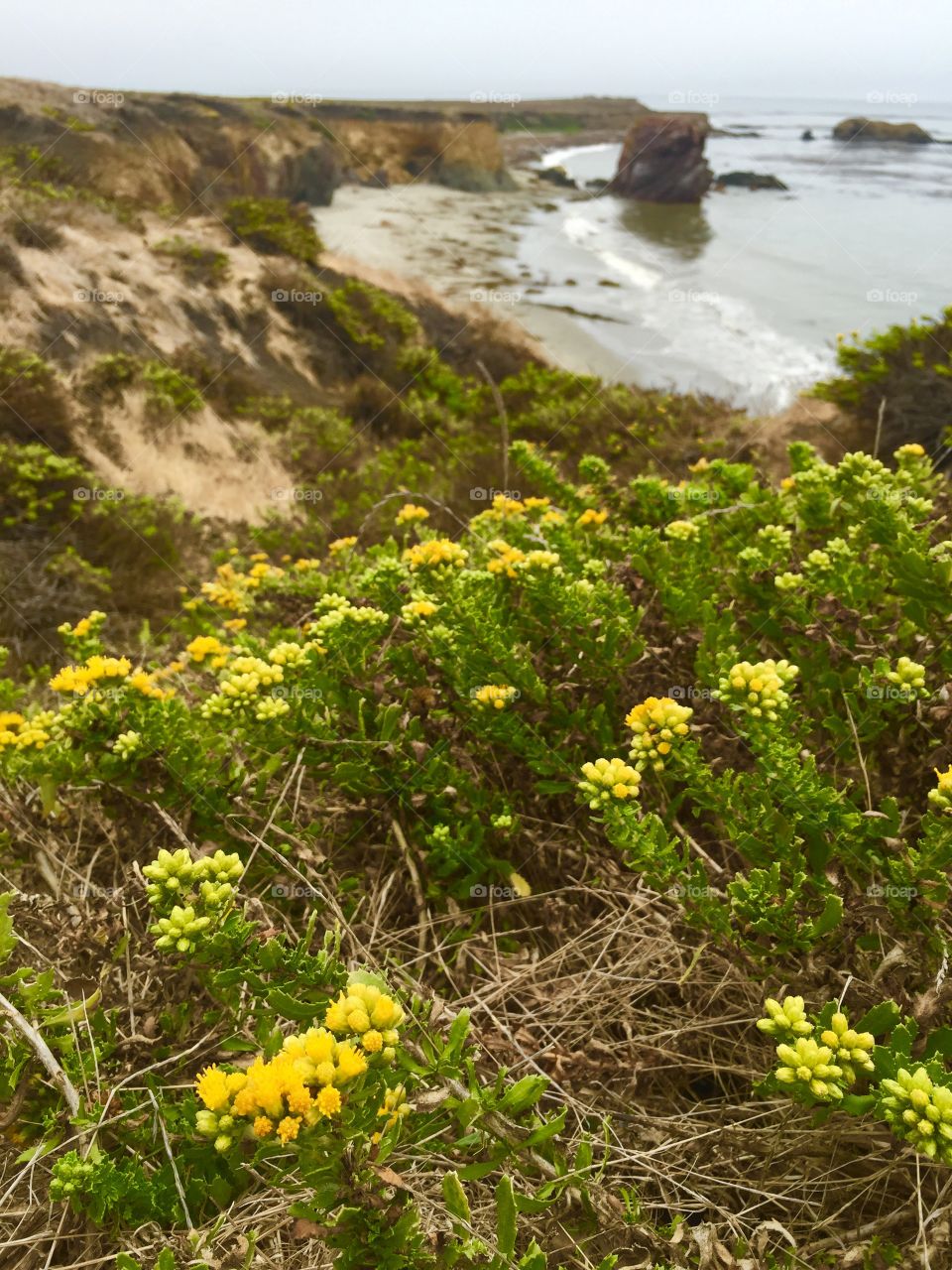 Flowers by the Ocean 