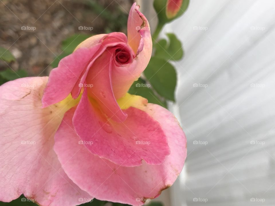 Natures remarkable different pink rose