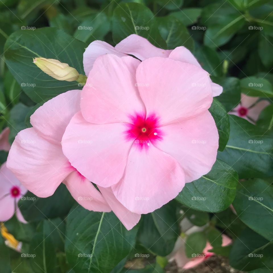 Beautiful pink pastel bloom