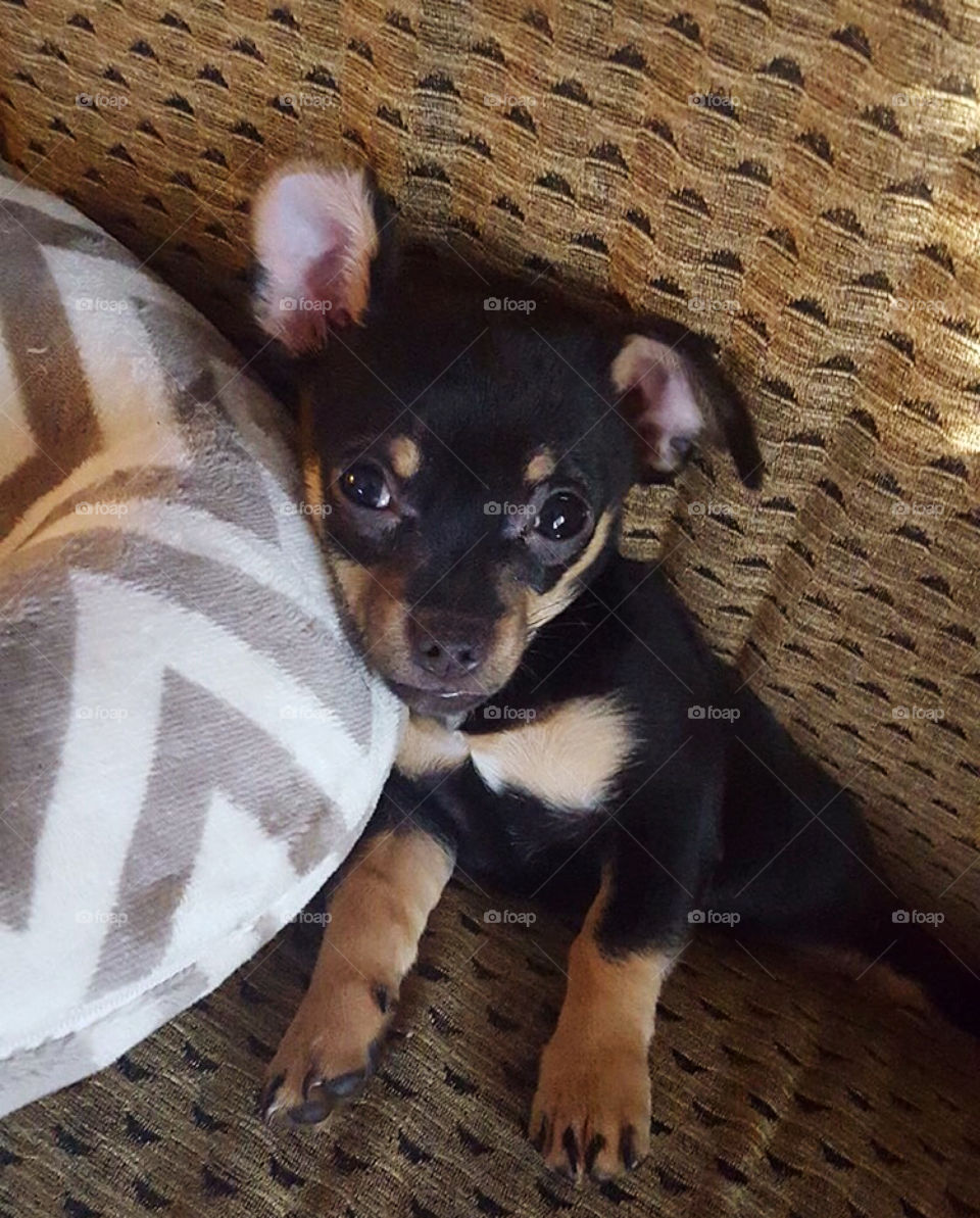 Sweet, baby, brown and black, female chihuahua, puppy that is stuck in the couch cushions. 