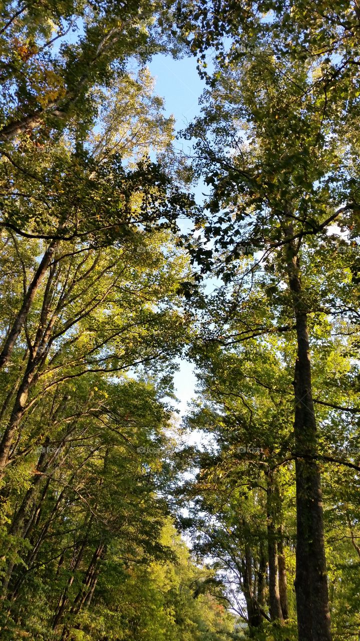 looking up thru the trees on the blue ridge parkway