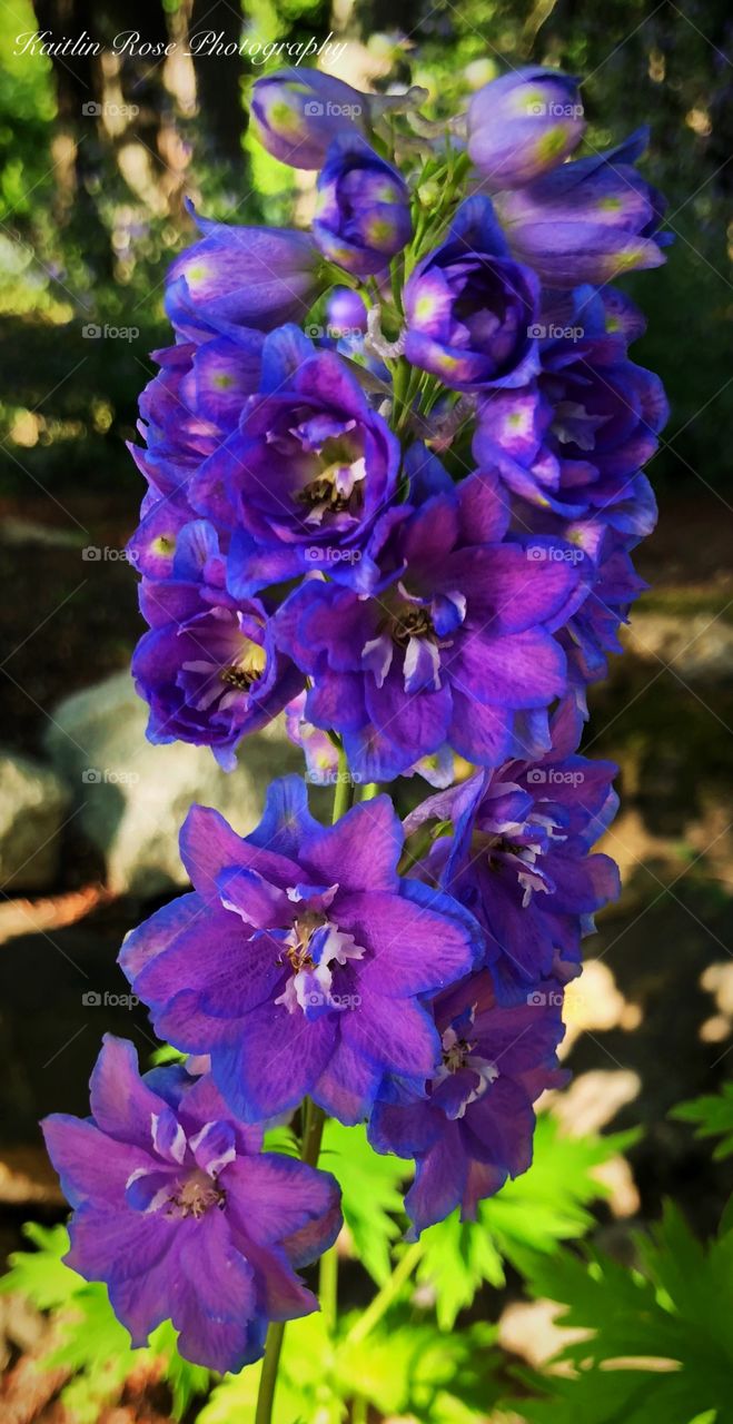 Purple and blue flowers