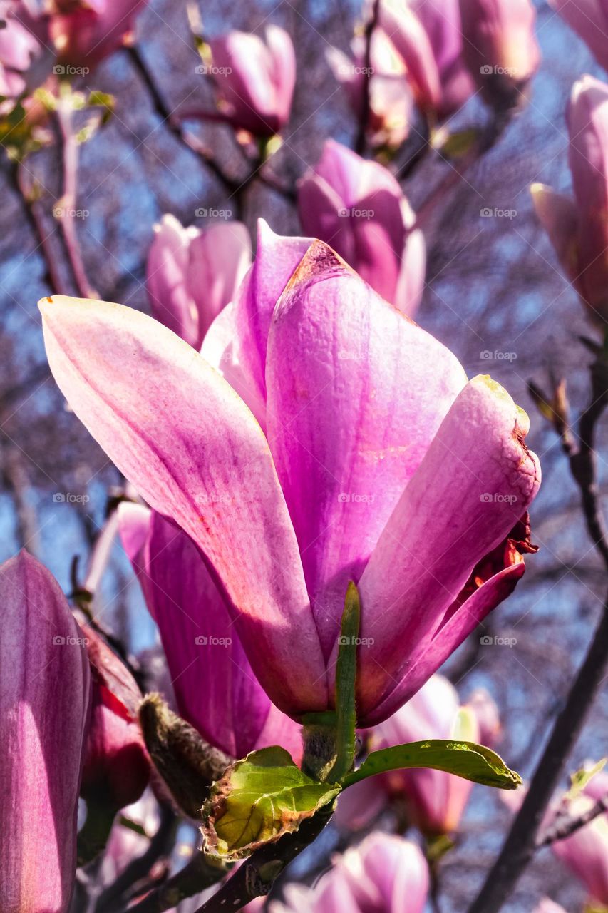 Magnolia flower