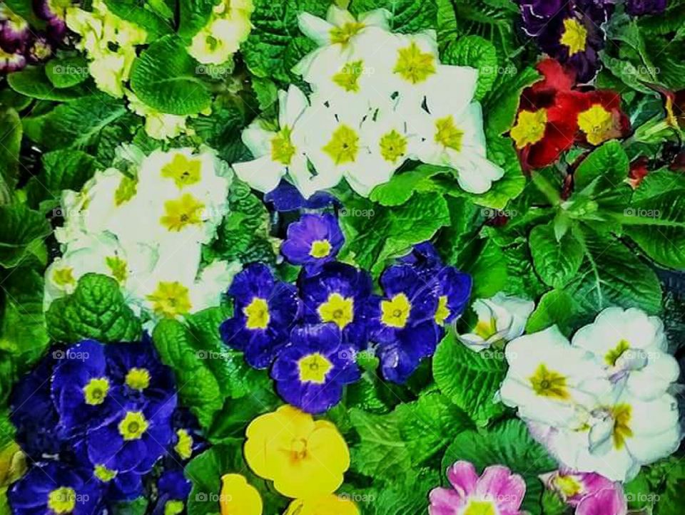 (NIVEA)  Beautiful spring flowers