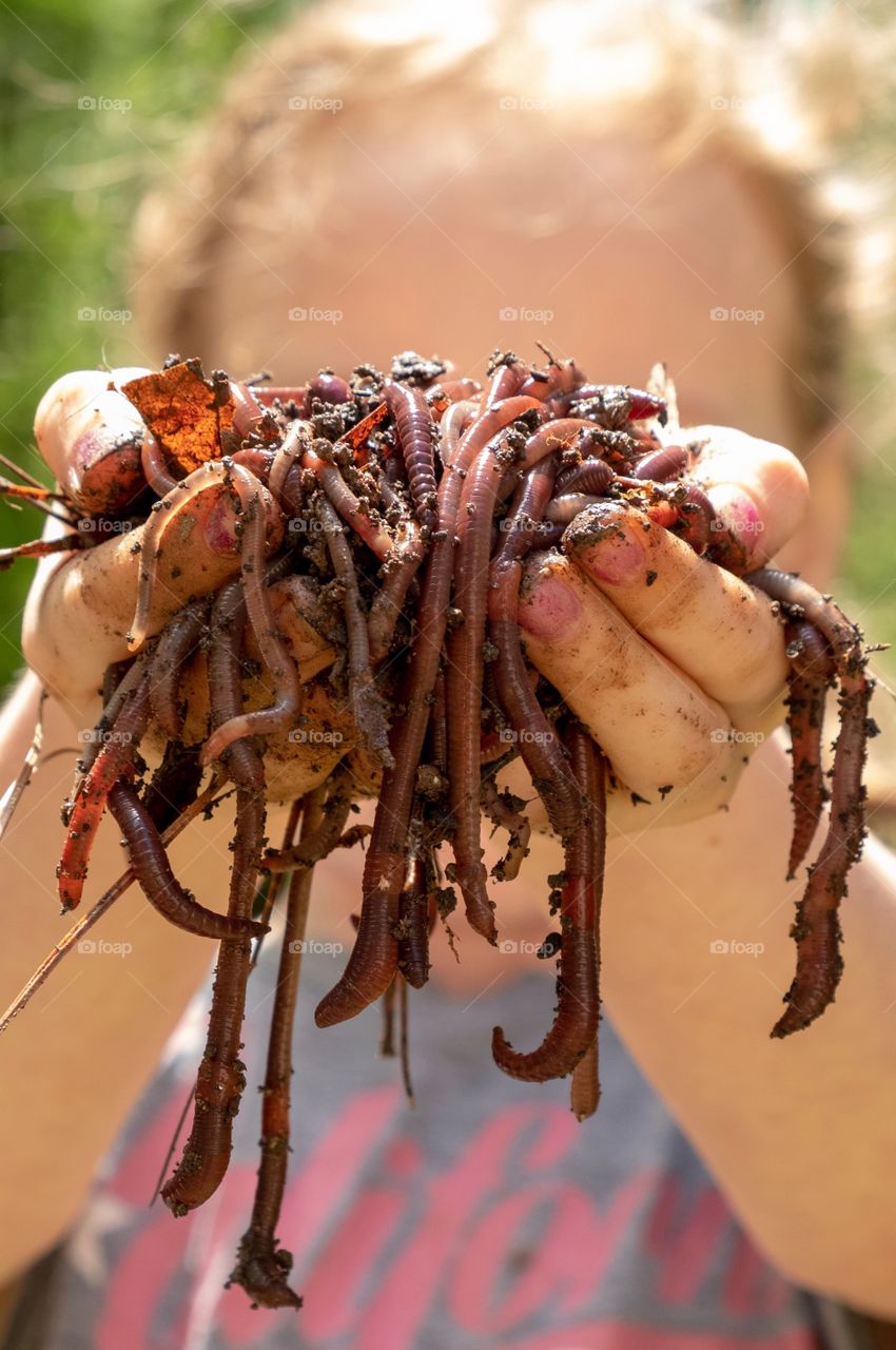 A plethora of worms collected from underneath a leaf pile in the backyard in North Carolina. 