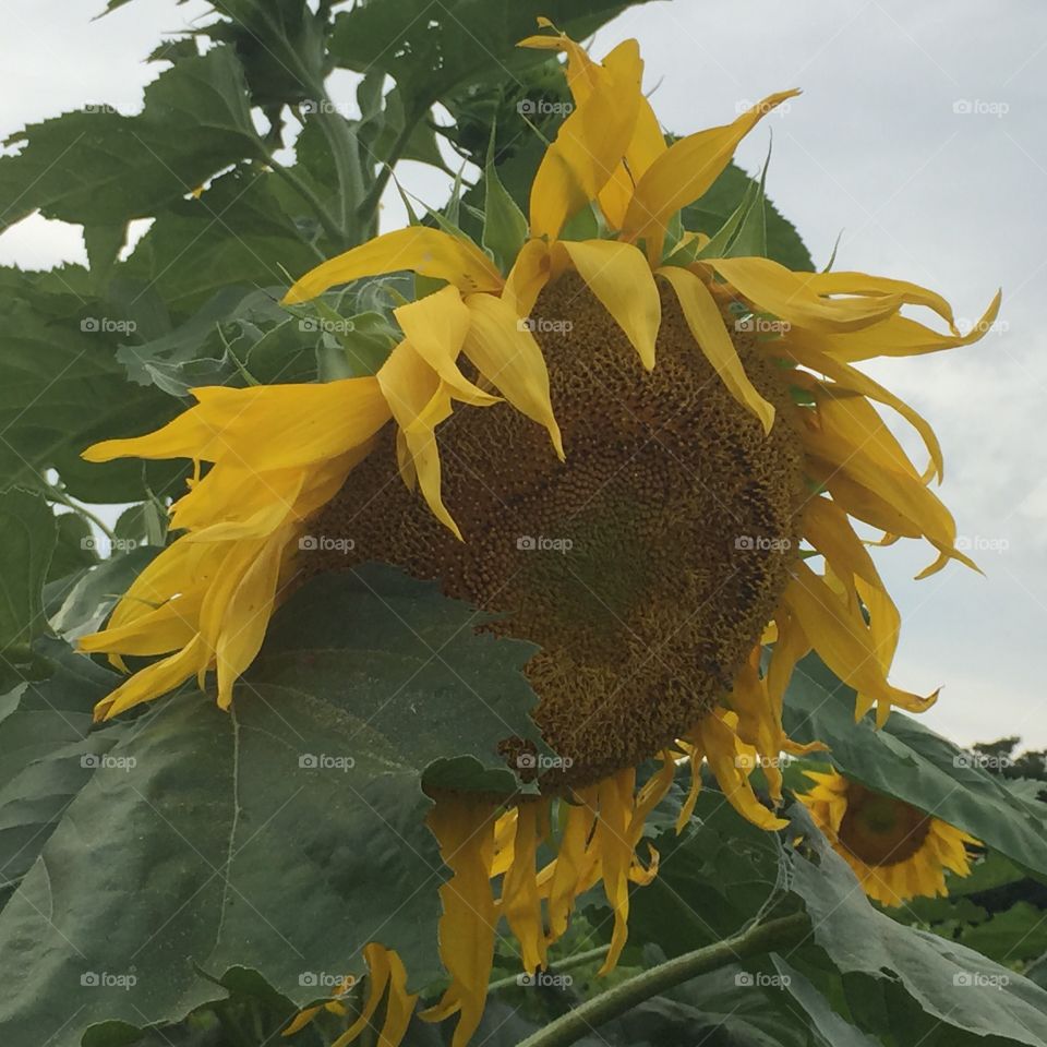 Sunflower 