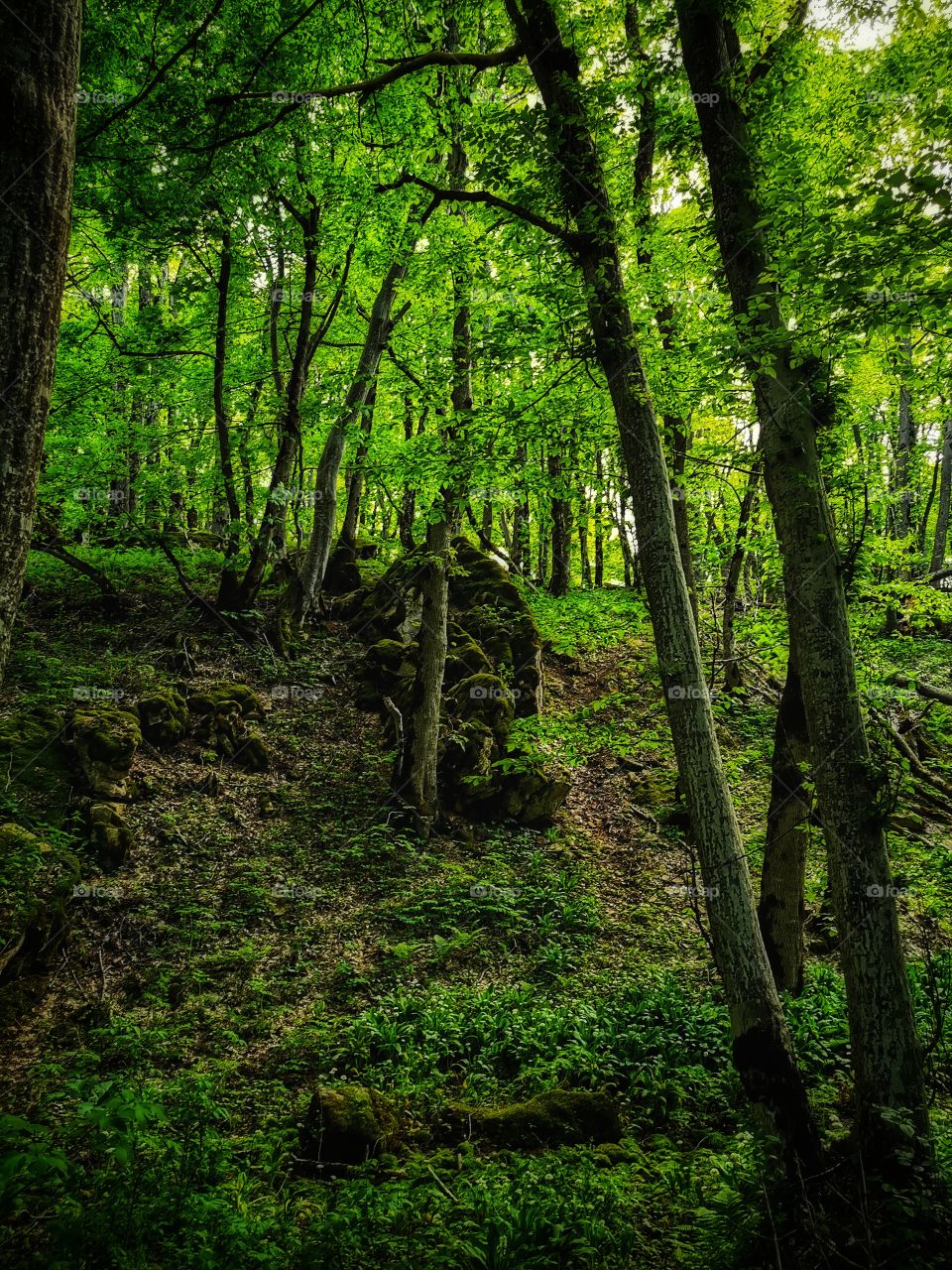 Green plant flower beauty nature greens outdoor horse wild portrait