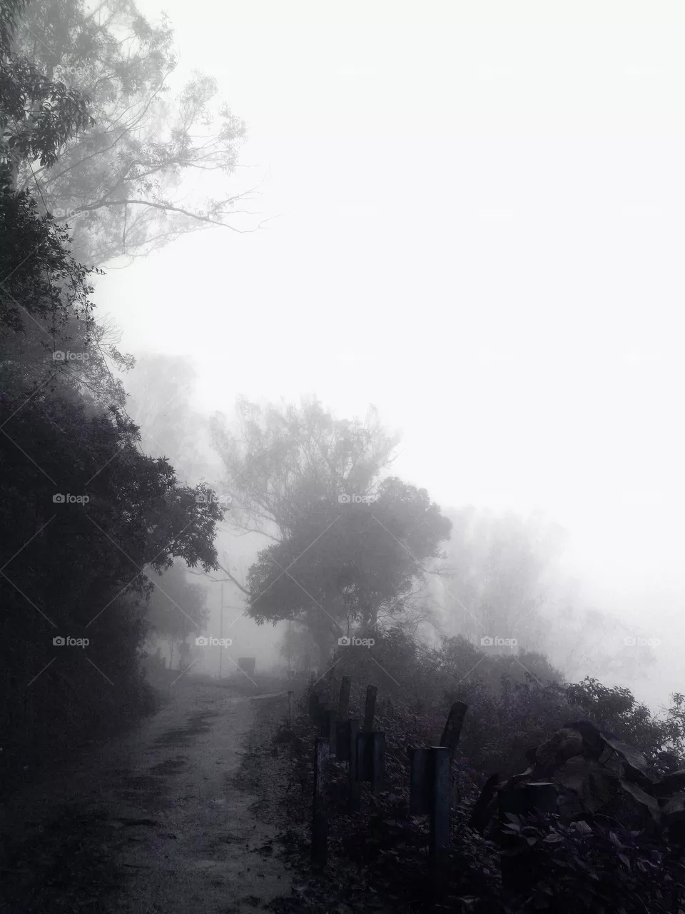 fog