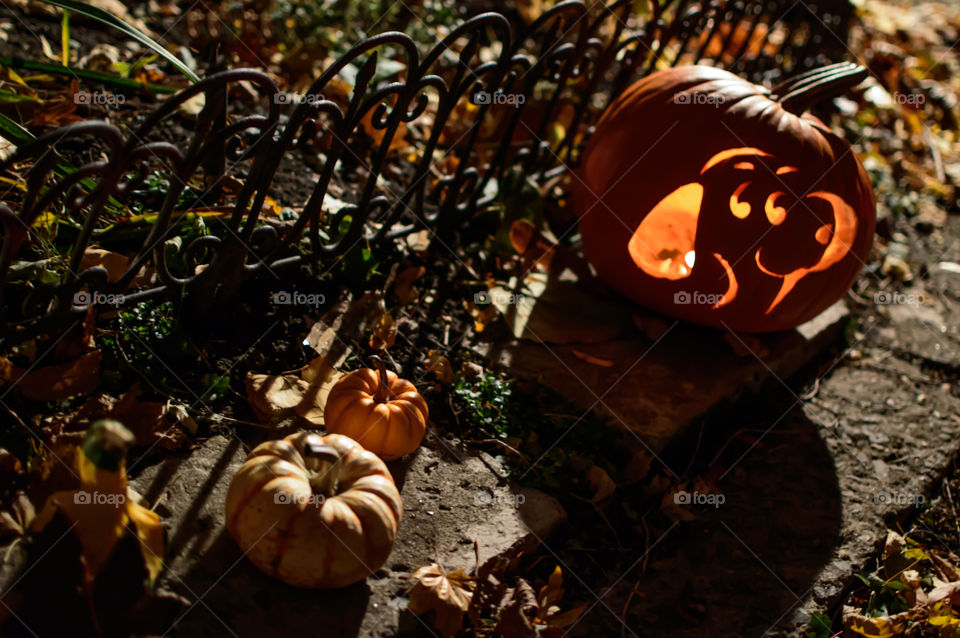 Cute jack o’lantern outdoors on dark Halloween night with cute dog carved and small decorative pumpkins to invite trick or treaters home decor in yard with autumn leaves 