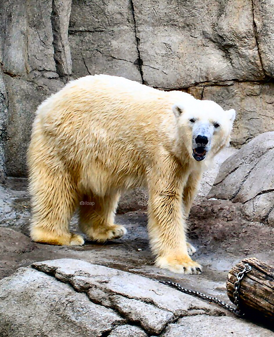 zoo bear polar by refocusphoto