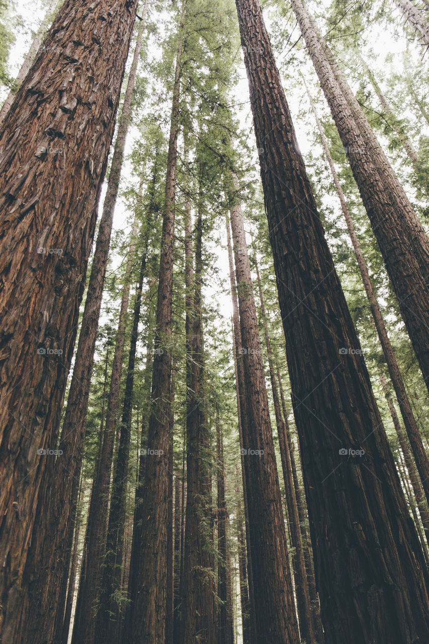 Redwood Forest. 