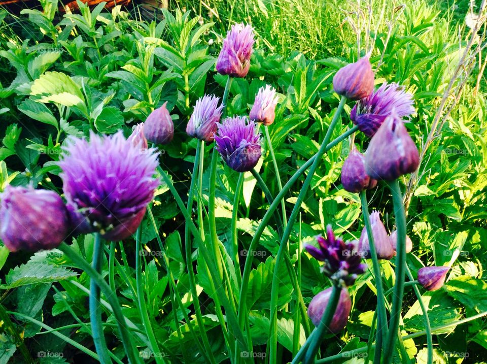 Chive Blooms