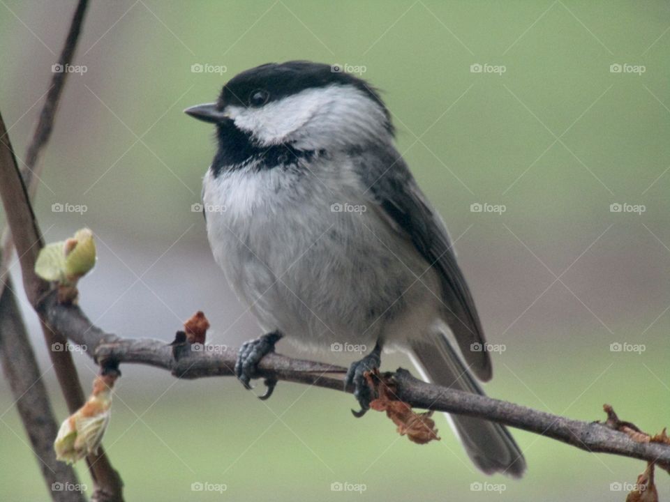Chickadee