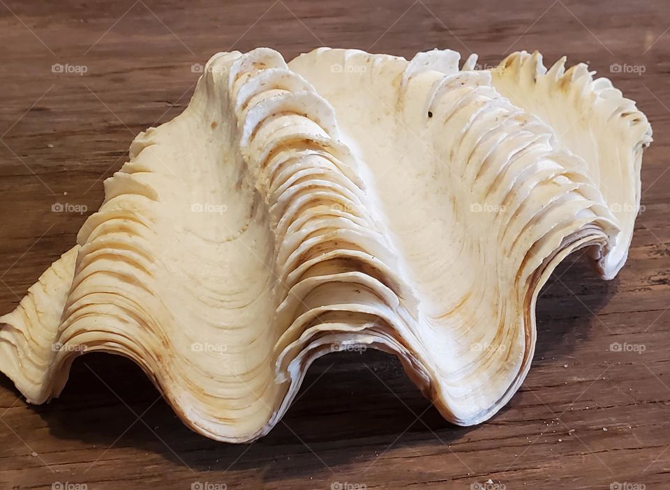 Atlantic Clam Shell on Wood