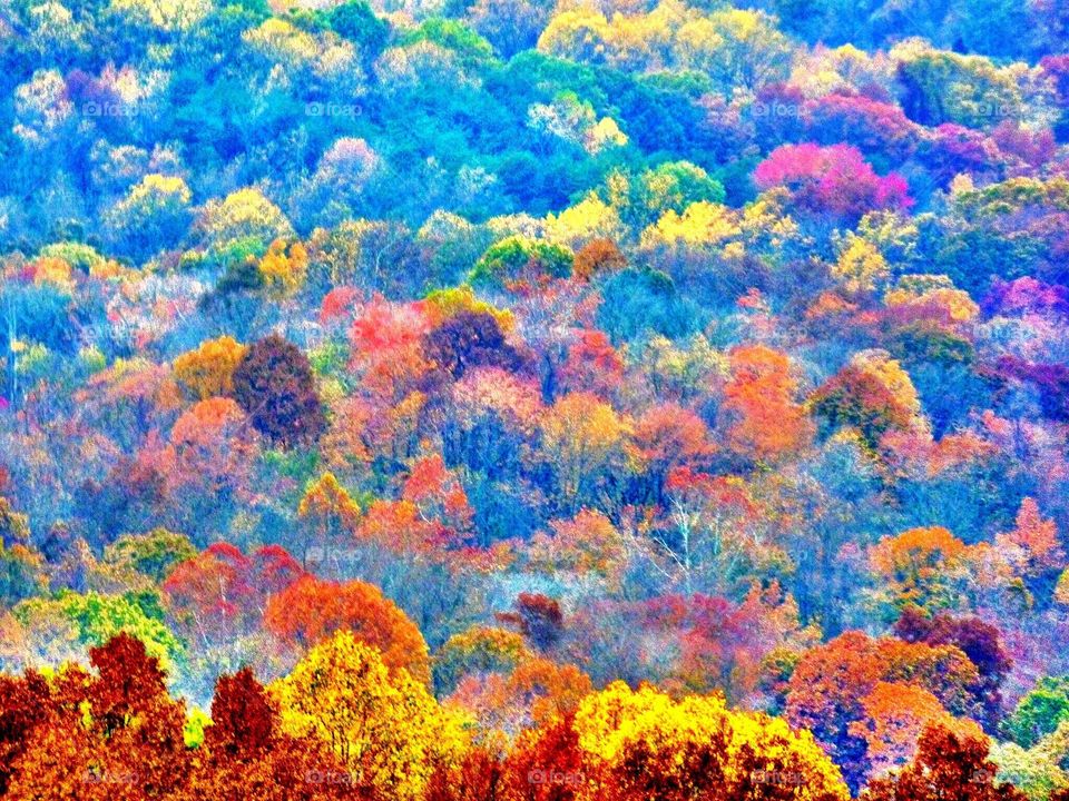 Forest view in fall