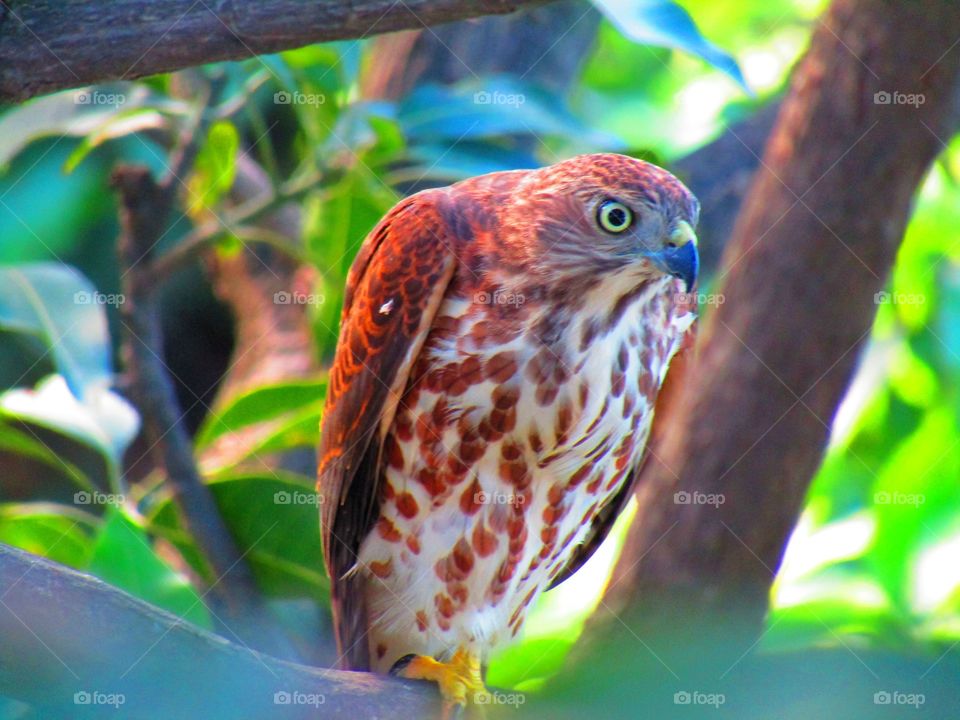 Shikra or (Accipiter badius) hawk or baaz is a small bird of prey in the family Accipitridae found widely distributed in Asia and Africa where it is also called the little banded goshawk.