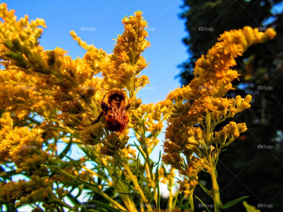 bee landing on yellow flowers in the Morning Light