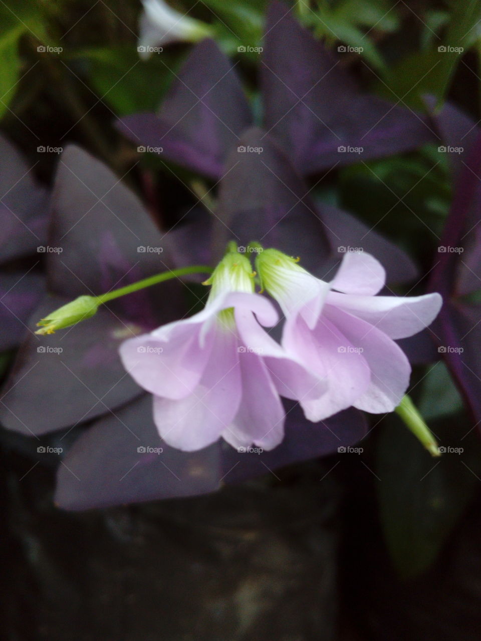 Pink Flowers