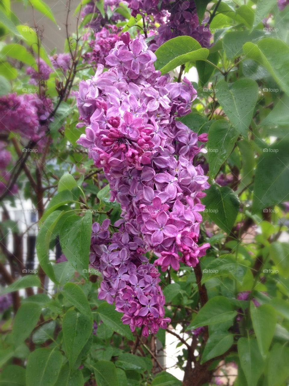 Lilacs