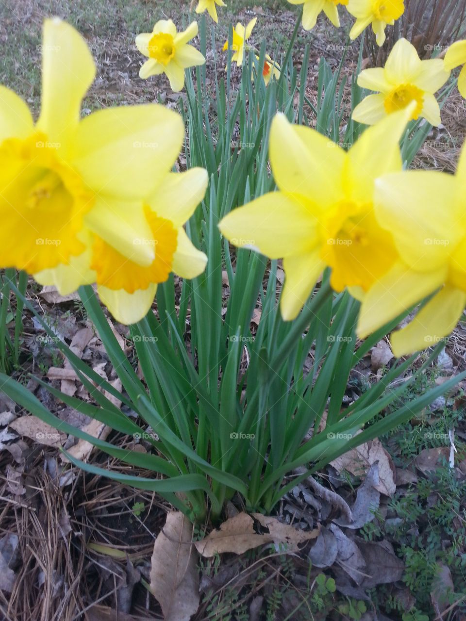 Yellow daffodils in their beautiful shade of yellow