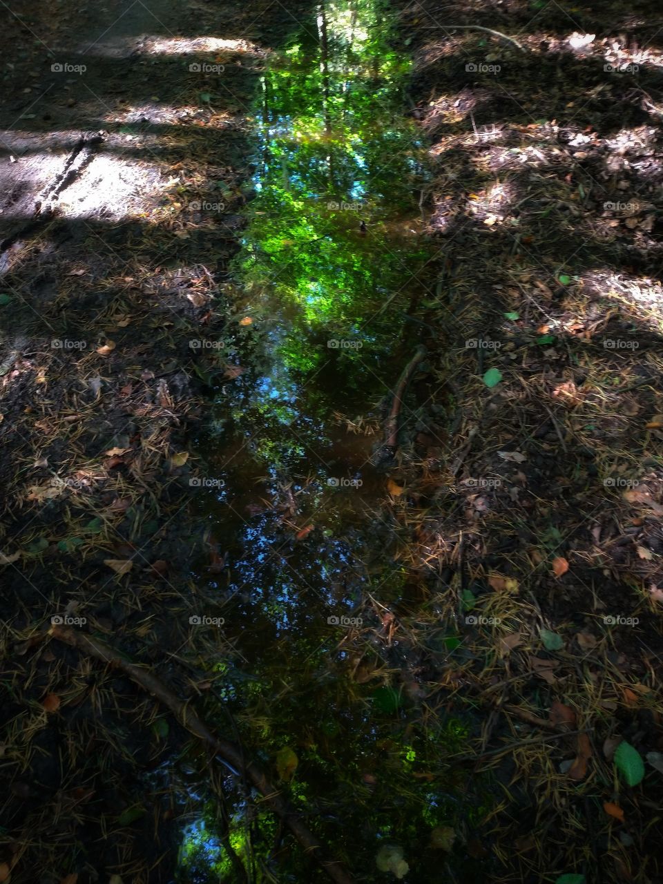 Trojmorski Park Krajobrazowy odbicie w kałuży