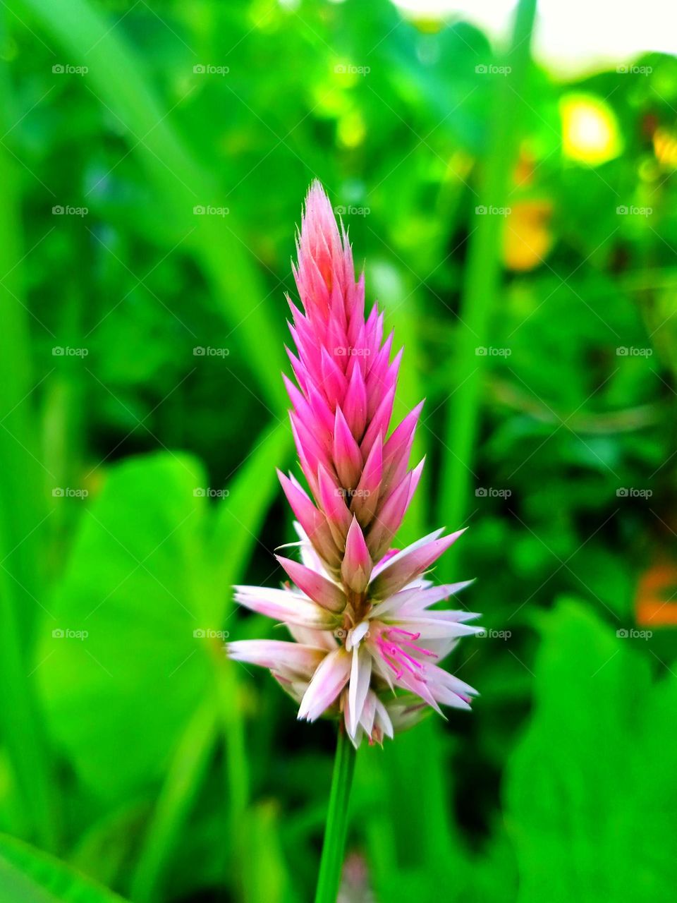 Magenta colour wild flower