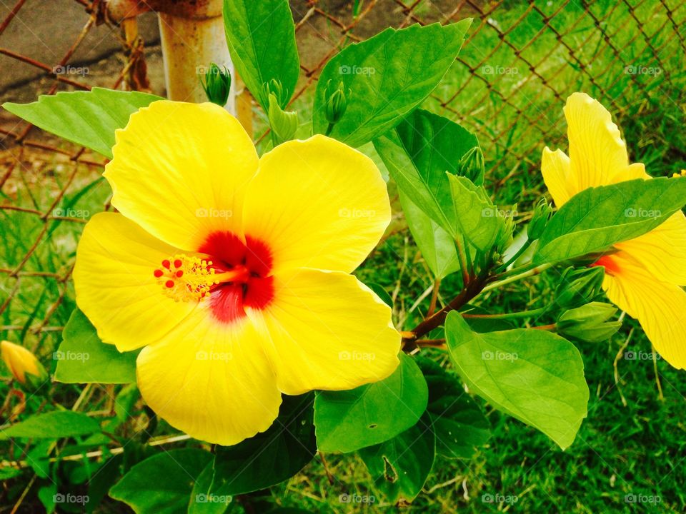 Another day in paradise . hibiscus