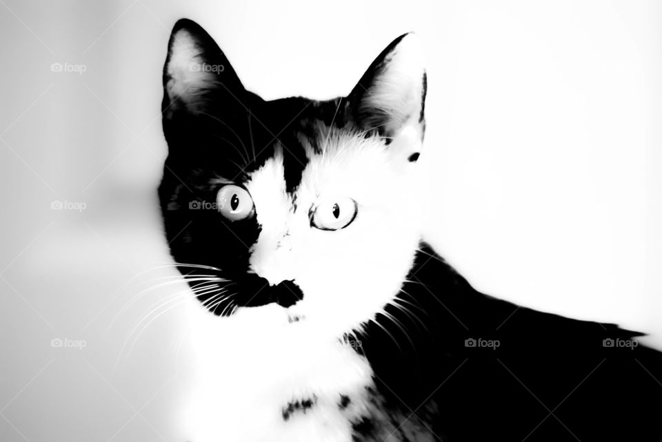 Black and white Lucy 