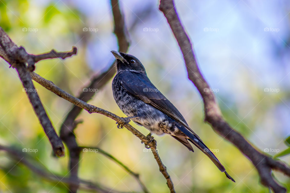 Bird sittimg i  a tree aware of me trying to take a photo of it