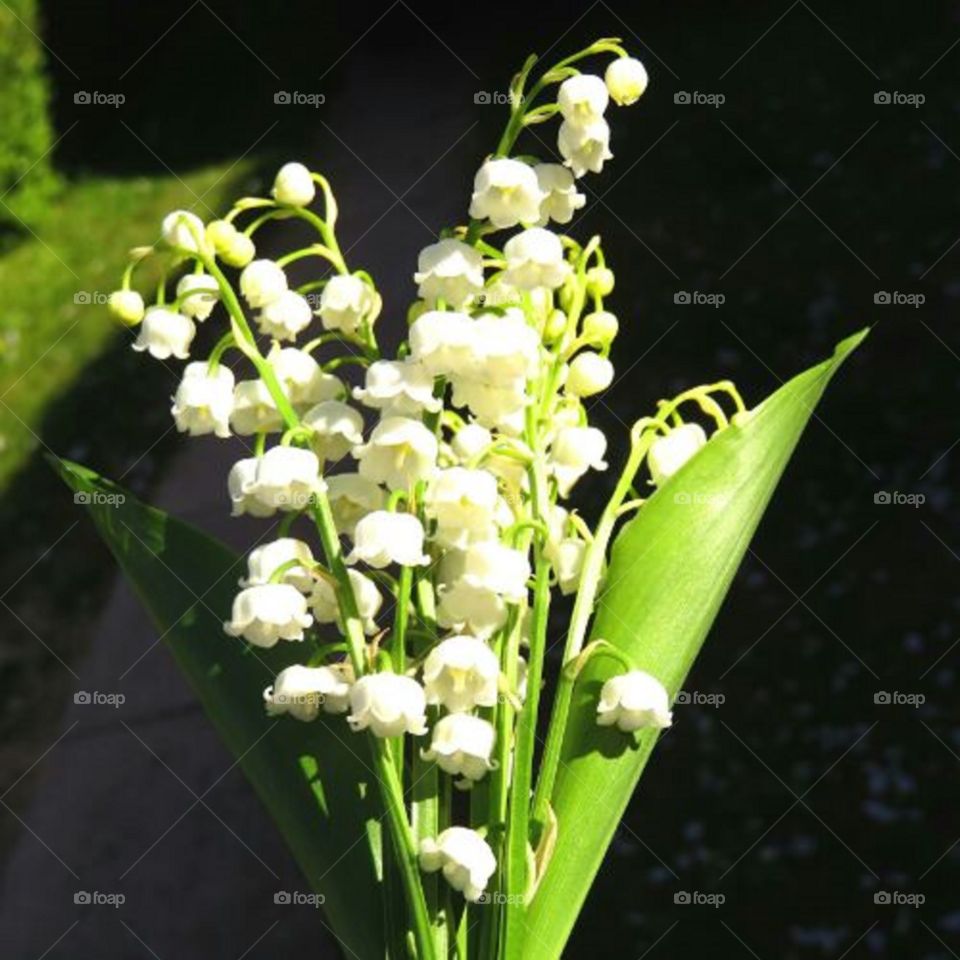 lily of the valley