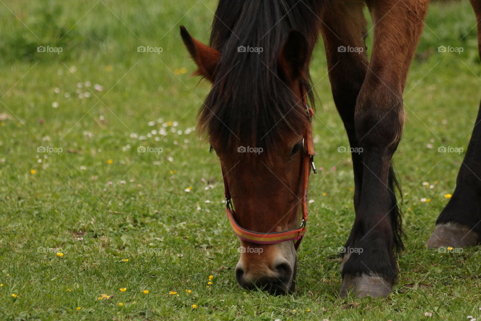 Pferd am grasen