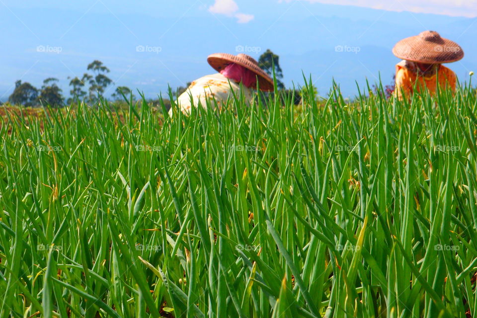 Field, Grass, Hayfield, Summer, Rural