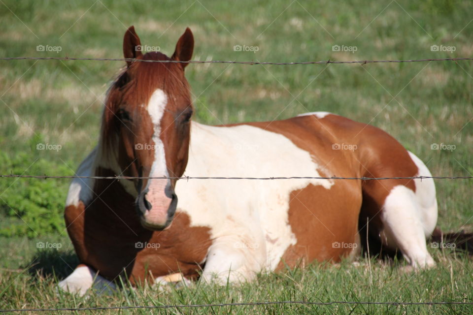 Paint horse relaxing on grassy field