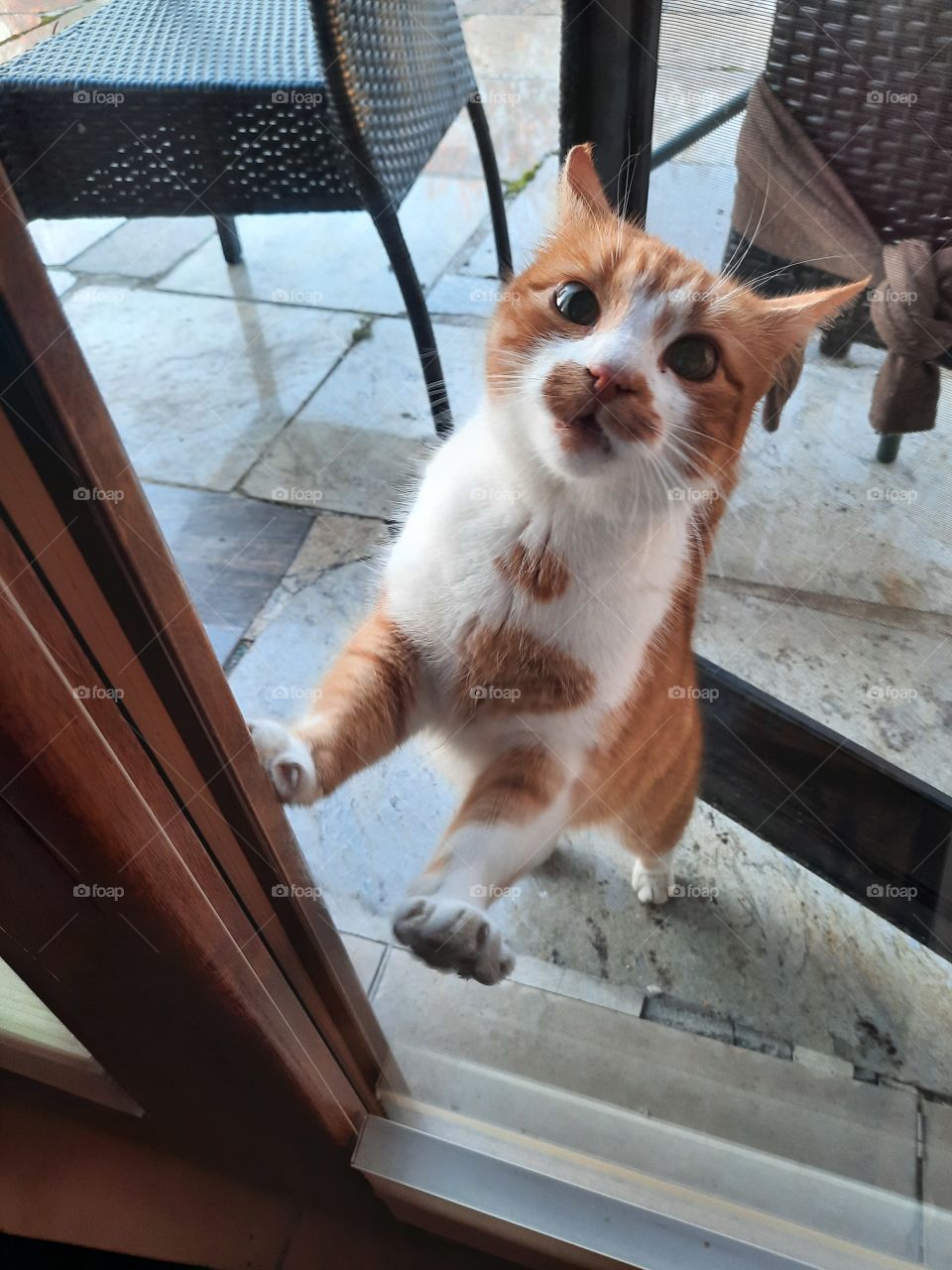 ginger cat wanting to get inside