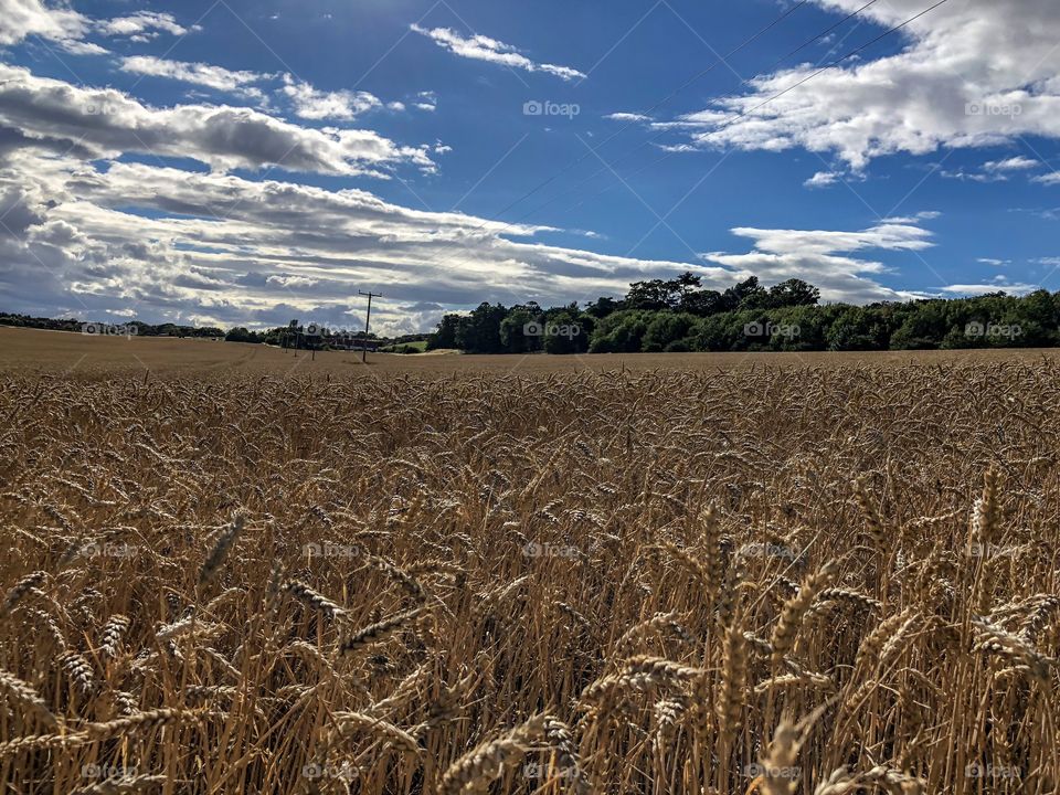 A walk through the fields, Easy Lothian, Scotland 