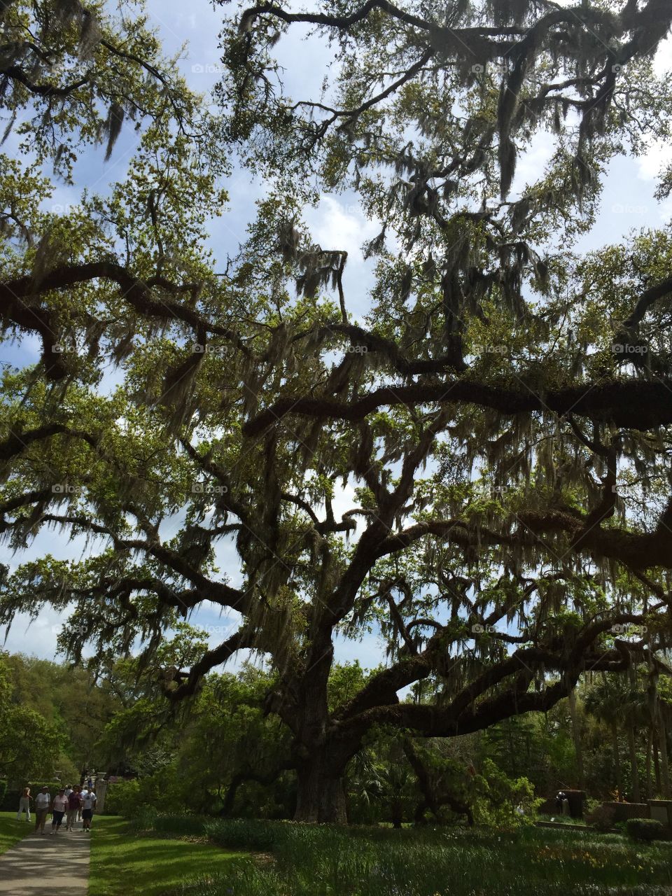 Spanish Moss