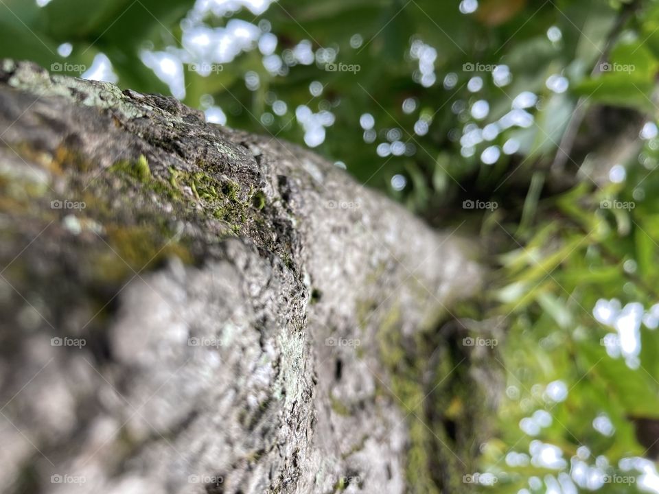 Up to the top of tree