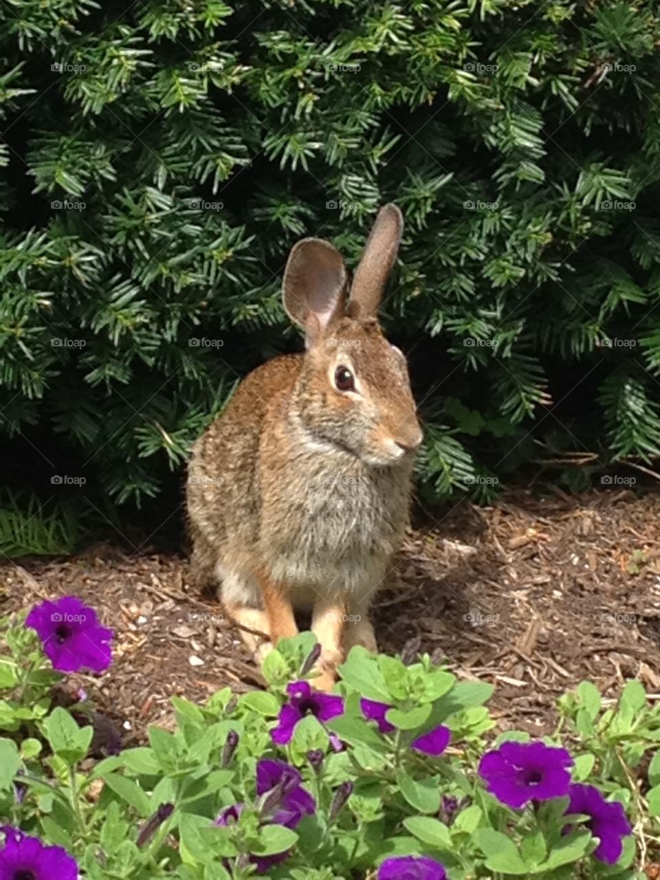 Rabbit in the bushes!