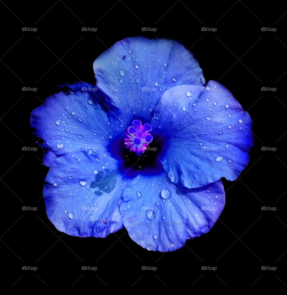 Blue Hibiscus Flower