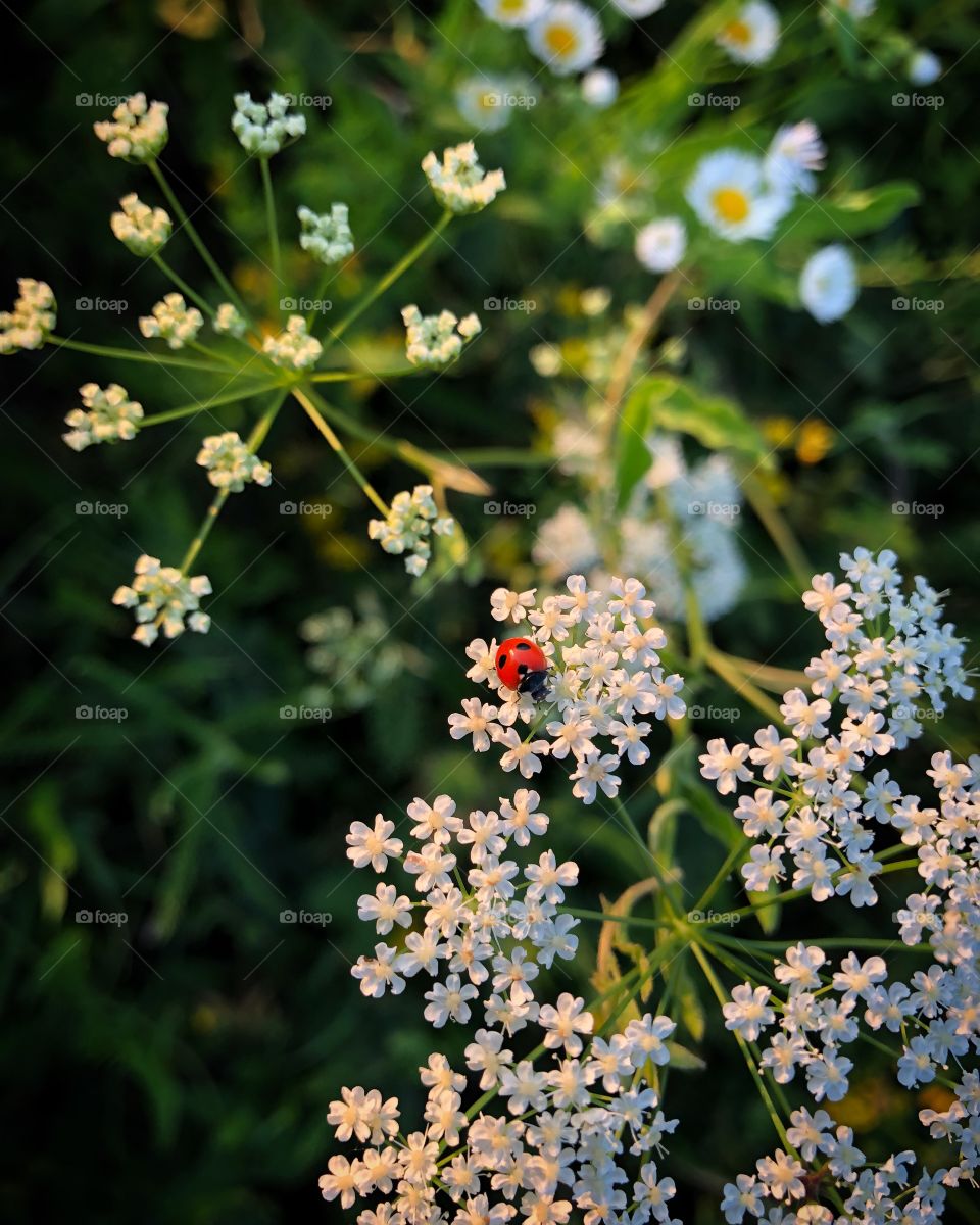 Red lady 